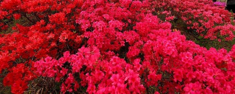 映山红别名,附映山红的特点