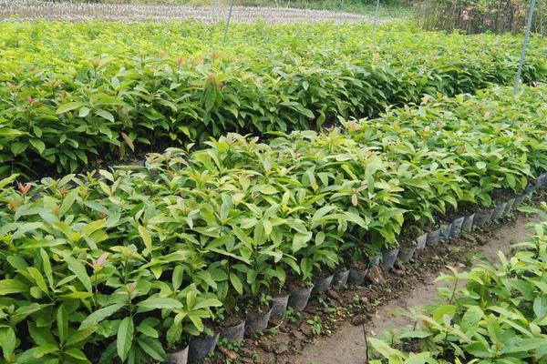 牛油果的种植方法,成熟是什么季节