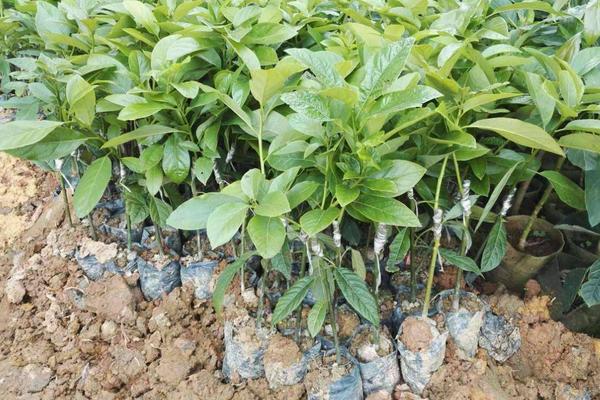 牛油果的种植方法,成熟是什么季节