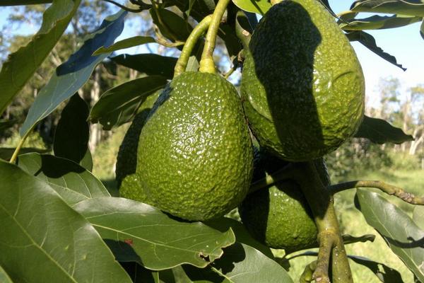 牛油果的种植方法,成熟是什么季节