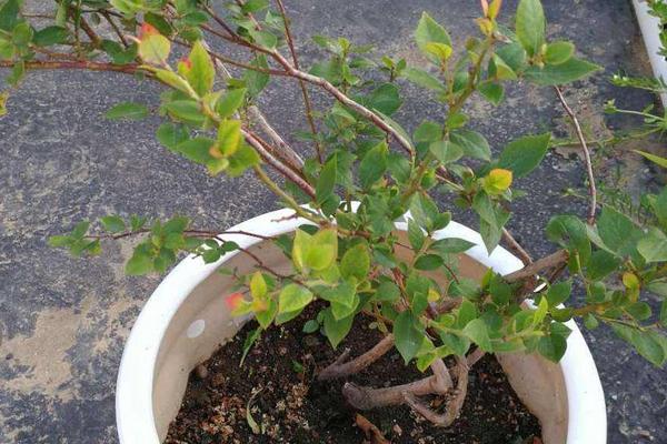 蓝莓扦插繁殖技术，什么时候适合扦插