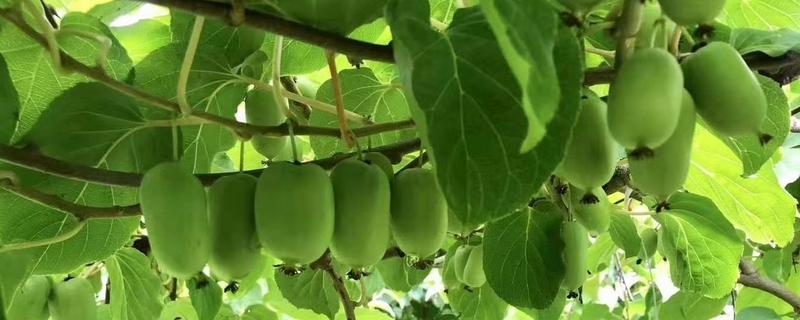 小猕猴桃叫什么枣,小猕猴桃的出产地