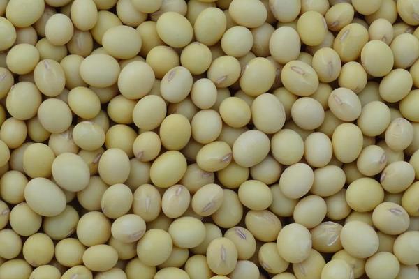 早黄豆种植时间和技术