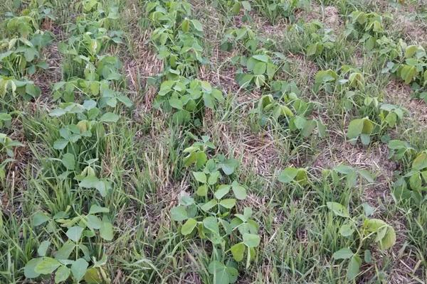 黄豆的种植时间,附种植方法