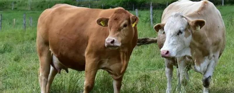 牛几个月下崽,母牛下完犊子后的注意事项是什么