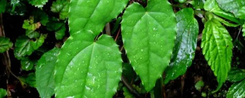 淫羊藿生长习性，淫羊藿种植技术