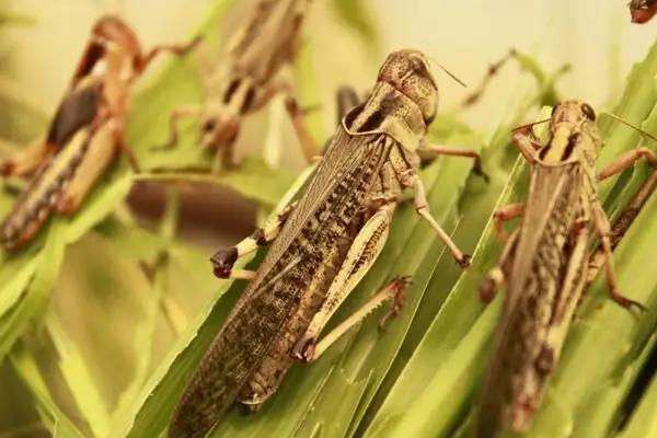 养蚂蚱一亩地几个大棚,附养殖方法