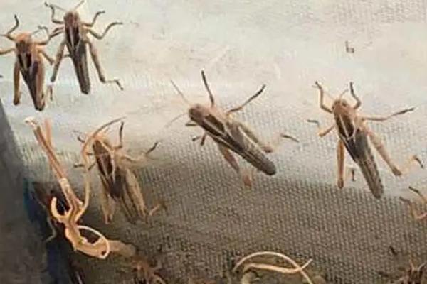 养蚂蚱一亩地几个大棚,附养殖方法