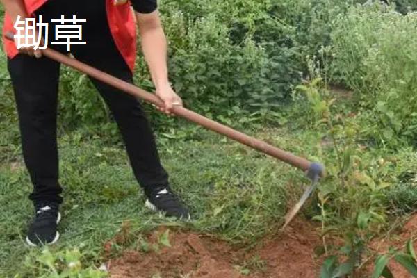 除草和锄草的区别