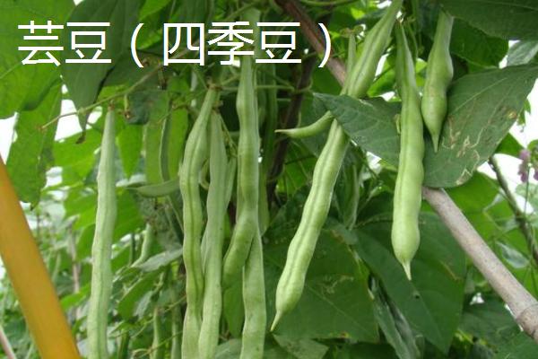 芸豆和四季豆的区别