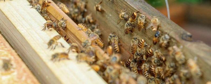 蜂王死了蜂群会跑吗,蜂王产卵需要什么条件