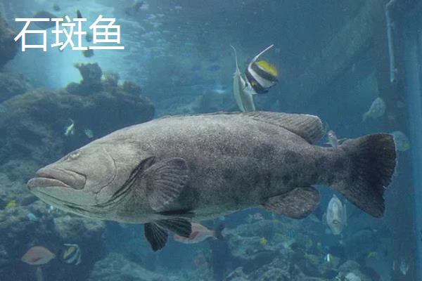 石斑鱼跟清道夫的区别