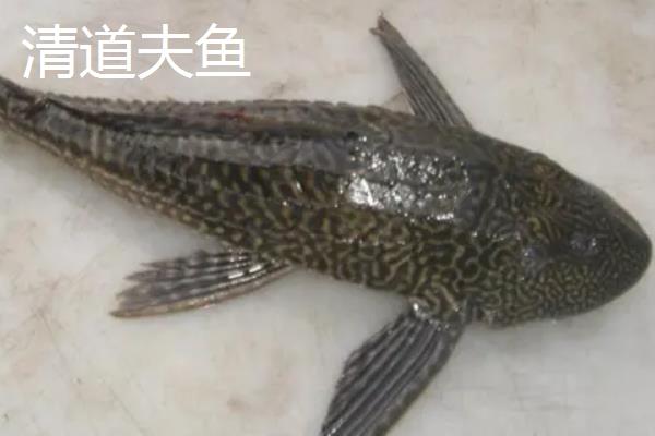 石斑鱼跟清道夫的区别