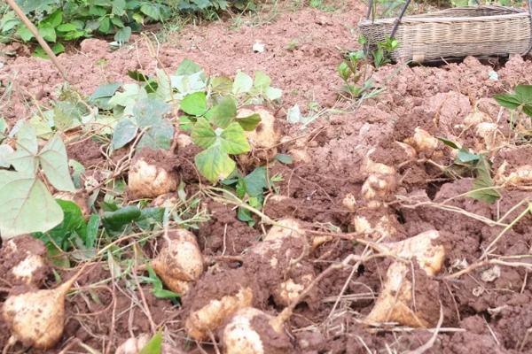 沙葛的种植方法和时间