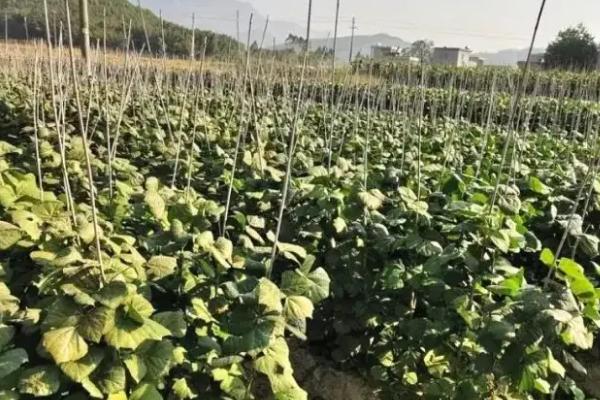 沙葛的种植方法和时间