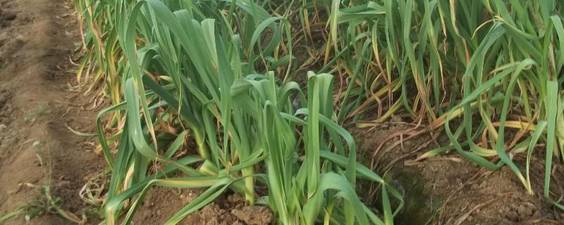 10月20号以后还能种大蒜吗,附种植方法