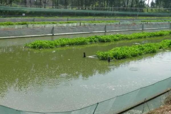 本地泥鳅养殖技术，养殖基地需要什么条件