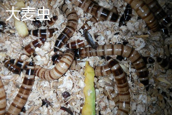 黄粉虫跟大麦虫的区别