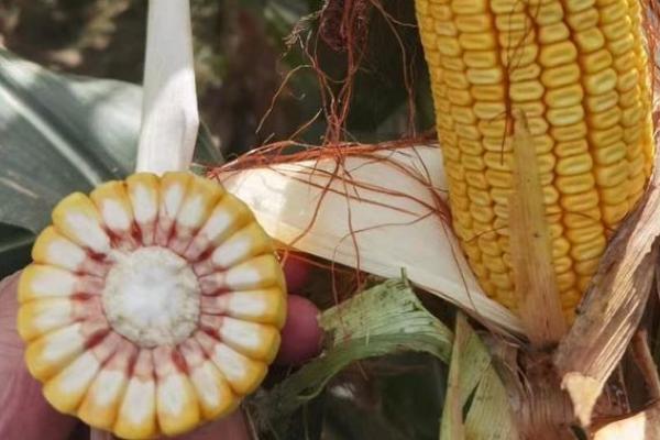 鲁单510玉米新品种，适合哪里种植，产量如何