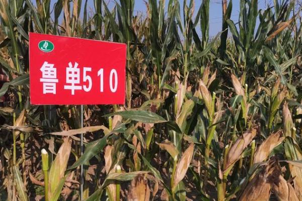 鲁单510玉米新品种，适合哪里种植，产量如何