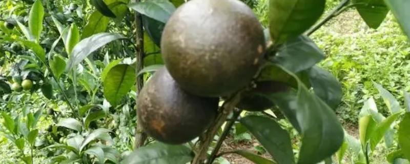 柑橘锈病的防治方法，附发病原因