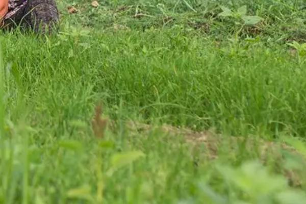 沙葛的种植方法和时间