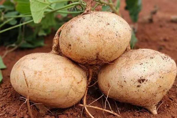 沙葛的种植方法和时间