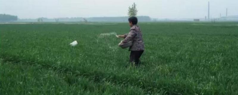 化肥撒在地里不浇水几天失效,化肥是有机物还是无机物