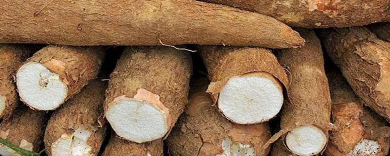 木薯的种植方法及管理技术