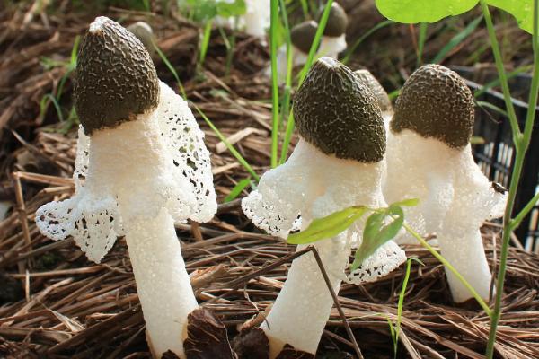 竹荪种植方法与技术