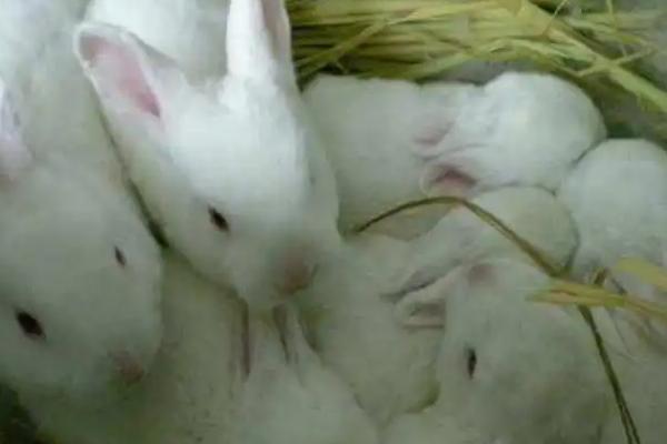 家兔养殖与防病技术