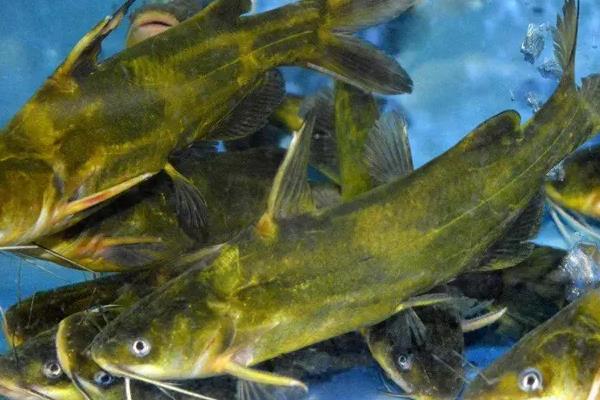 黄颡鱼一年可以养几批,附养殖技术