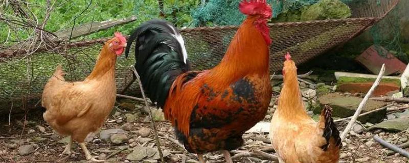 鸡掉毛是怎么回事,如何防治