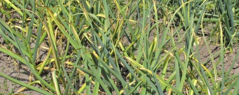 大蒜种植全过程,冬天可以种大蒜吗