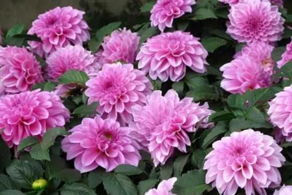 大丽花的花期，附寓意和象征