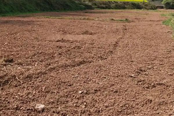 棉花的生长环境和条件,附种植方法