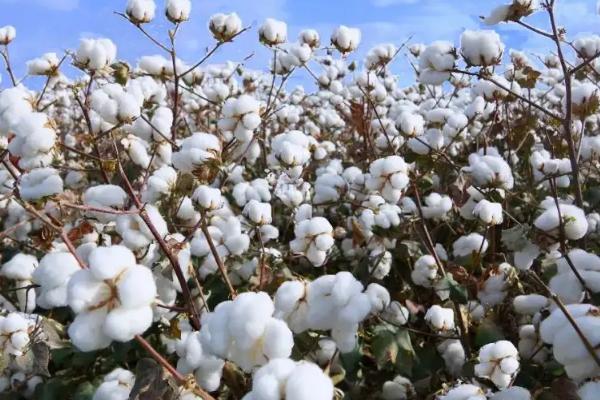 棉花株距行距多少合适,附棉花种植方法