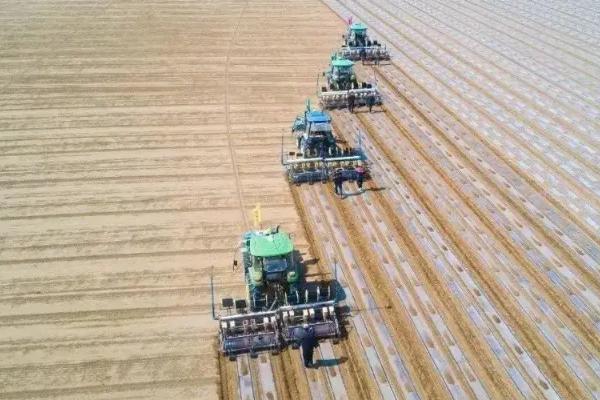 棉花的生长环境和条件,附种植方法