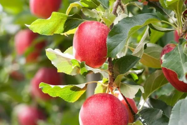 不套袋苹果新品种,苹果为什么要套袋