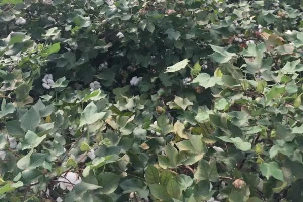 棉花株距行距多少合适,附棉花种植方法