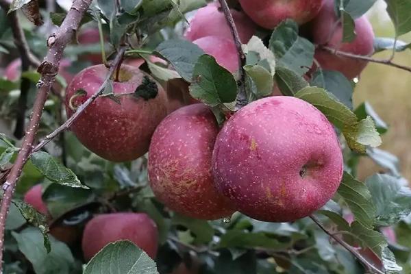 不套袋苹果新品种,苹果为什么要套袋