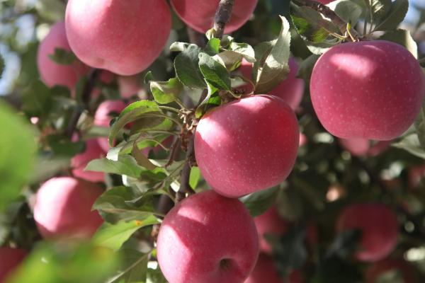 不套袋苹果新品种,苹果为什么要套袋