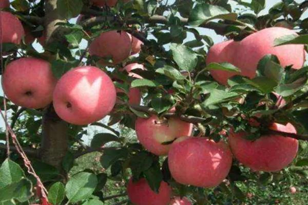 不套袋苹果新品种,苹果为什么要套袋