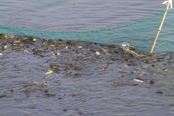 黄颡鱼一年可以养几批,附养殖技术