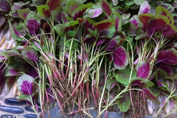 3月播种6月收获的菜有哪些