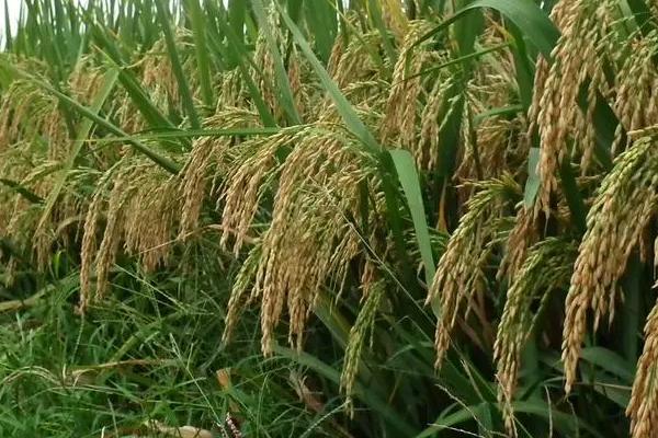 早稻播种时间，水稻种植方法