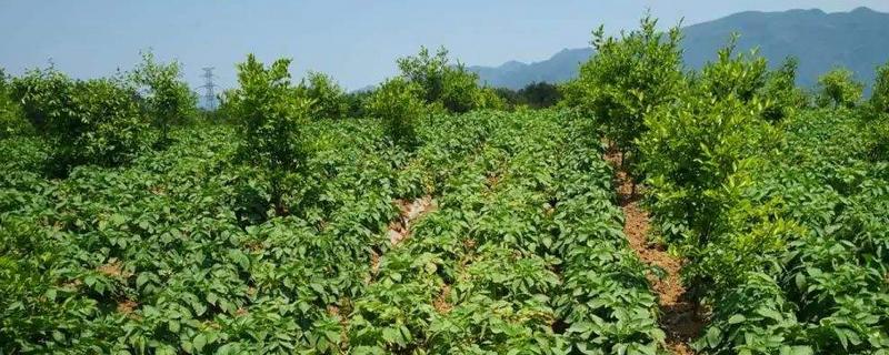 林地可以套种经济作物吗,林地是农业用地吗