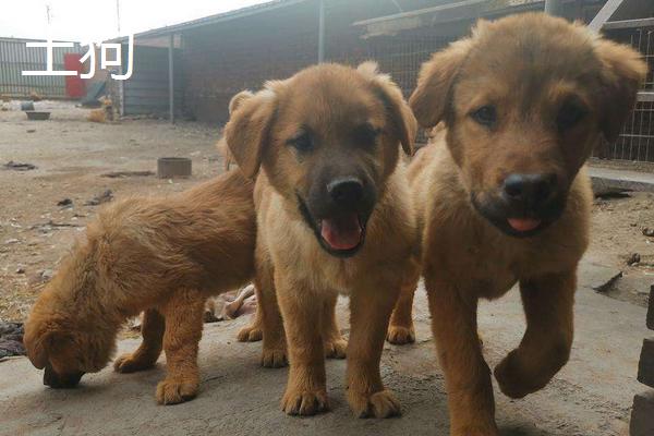 肉狗和土狗的区别