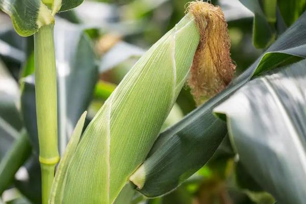 种植玉米怎么施底肥,玉米为什么会长杈子