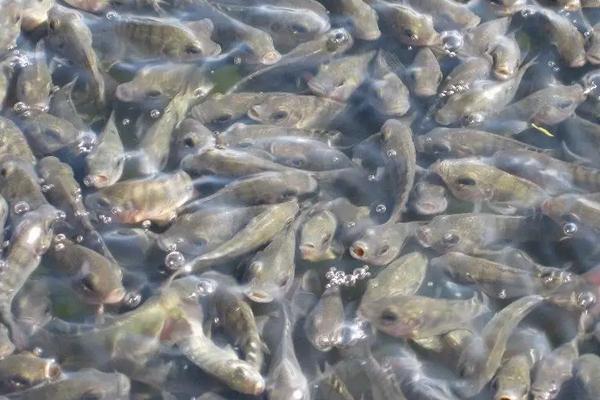 鱼塘怎么养鱼长得快,一亩能养多少